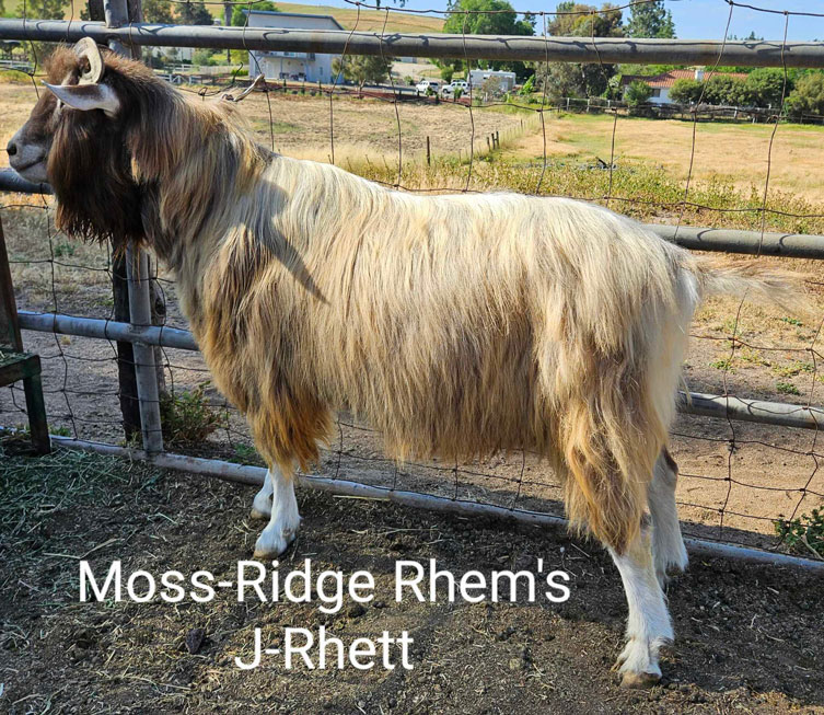 Rhett